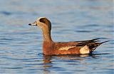 American Wigeon